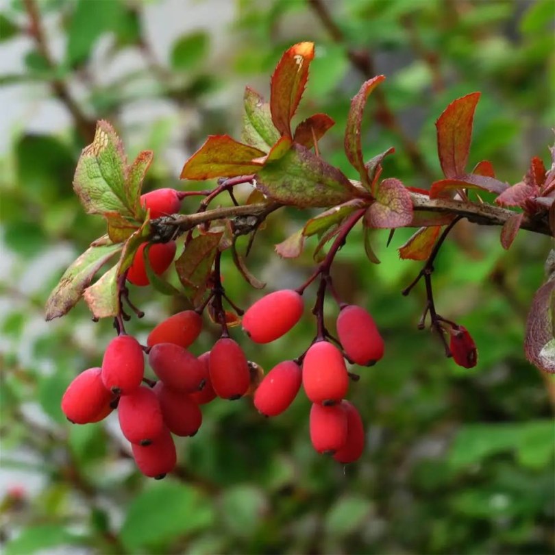 Gemeiner Berberitze, Berberis vulgaris, fagytűrő, télálló, gyümölcs